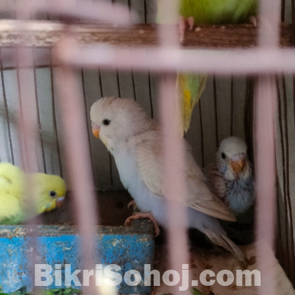 বাজরিগার পাখি ৫ পিছ ১০০০ টাকা